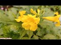 How To Grow And Care Tecoma Trumpet Flowers At Home Tecoma Trumpet Plant July Care tips Propagation