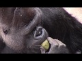 Gorilla eats his own poop