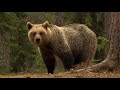 The Baltics: Untouched Animal Paradise | Free Documentary Nature