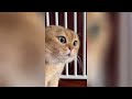 Try Not To Laugh 🤣 New Funny Cats Video 😹 - MeowFunny Part 29