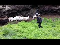 Chasing sheep, Myvatn, Iceland