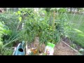 A Complete Video Guide for Growing Heirloom Tomatoes: Start to Finish - Table of Contents