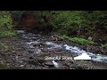 River Sounds For Sleeping | Water White Noise | Forest Stream Sounds For Sleeping Ambience Nature