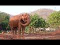Improvement Of 87 Years Old Elephant SomBoon After Rescued 2 Months At Sanctuary - ElephantNews