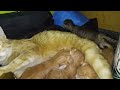 DAY_16 MOTHERS LOVE FOR THEIR CHILDRENS NOT Defined#viral #kitten #video #cat