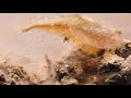 Tadpole Shrimp Are Coming For Your Rice | Deep Look