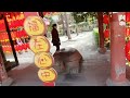 Chengdu, China 🇨🇳 - Wenshu Yuan Monastery [2] China Tour | 청두 사찰투어 | 청두여행