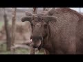 Matsalu Moose - Wild Giants of the Baltics | Free Documentary Nature