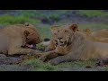 Amazing Wild Animals Footage in 8K HDR - Wildlife of Chobe National Park