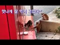 길냥이 나미가 출산했다~