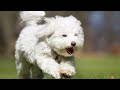 Coton de Tulear: The Dog You Need to Know
