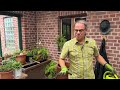 Hortensien - kostenlos über Stecklinge vermehren! Bauernhortensien, Hydrangea | gardify tipps