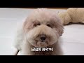 The Moments When a Poodle Looks Like a Human(compilation)