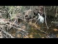 Puppies swimming in Dahlgren Creek, Busti NY