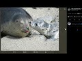 A wholesome video of a dude looking at wholesome pictures of seals on twitter for two minutes (RR)