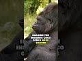 Mind-Blowing: Gorilla Koko's Deep Thoughts on Life and Death! #signlanguage #gorilla