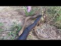 Redbelly Black snake attacking a Brown snake