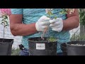 Reproduction of HYDRANGEA from A to Z. How to properly cut, root paniculate hydrangea?