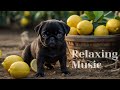 Relaxing Music for Stress Relief. Healing Music