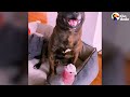 Dog Keeps Hugging His New Parrot Friend | The Dodo