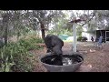 A Crow Dips it's Bread in Water to Make it Go Down Easier