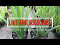 Two Aloe Vera Varieties in The Garden | Barbadensis and Chinensis