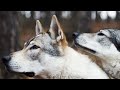 WOLVES: 8K ULTRA HD HDR WILD ANIMALS