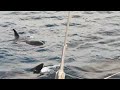 Lagoon 450 attacked by orcas