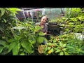 Small UK tropical garden packed full of exotic plants