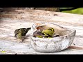 A couple of Eurasian siskins on the feeder 🩵🦜🦜