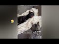 New Funny Animals 2023 😱 Funniest Cats and Dogs 😻😹 Part40