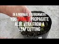 Planting Aloe Vera From Leaf Cuttings