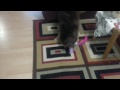 Coco playing with the cats toy