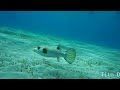 most dangerous fishes the red sea p 2 #redsea #snorkel #4k