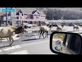 Traffic Jam: Herds of majestic elk make their way across highway in Cherokee, N.C.