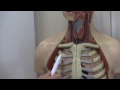 Respiratory System 1, Lungs, chest wall and diaphragm