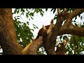 Behaviors of the Indian Giant Squirrel in Bhimashankar wildlife sanctuary.
