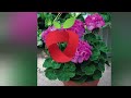 How to grow healthy and lush geraniums?