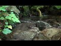 The sound of water gushing out from a rocky area with primeval forest