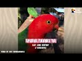 Red Parrot Brings Girlfriend Over To Meet The Woman He Visits Every Day | The Dodo Wild Hearts