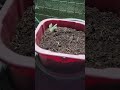 Haworthia planting at night