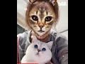 VERY FUNNY Cat’s Reaction To Cat Filter!!!