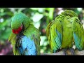 1 hour of beautiful Meditation Music, Birds Footage, and SFX