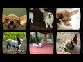 Everything You Need to Know About Chihuahuas. A Complete Guide for Dog Owners.