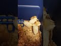 Introduction to our new chickens!