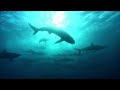 Underwater Feeding Frenzy - When Oceans Meet |  Free Documentary Nature