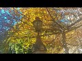 🌳Adelaide Vlog 20📍Ep.31🍁阿德萊德的秋天2024🌾南澳洲的美麗秋色🥀奇妙的大自然#adelaide #southaustralia #australia #澳洲旅遊