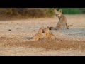 Adorable Fox Pups Play while Mother Nurtures #wildlife #nature #animals