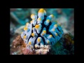 Nudibranch