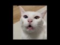 😂 Funniest Cats and Dogs Videos 😺🐶 || 🥰😹 Hilarious Animal Compilation №395